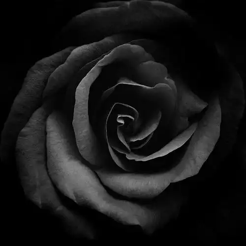 玫瑰 黑底图片_玫瑰 黑底高清图片素材库