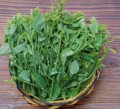 枸杞菜营养价值,药用价值都很高.