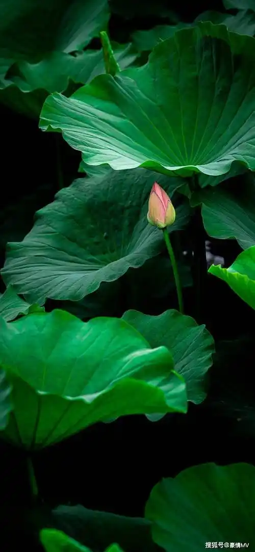 护眼绿色植物手机壁纸_高清绿色叶子锁屏壁纸_图片_荷叶_爬山虎