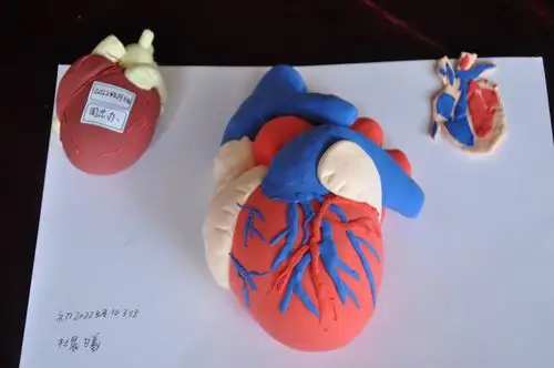 超轻粘土制作的心脏,简直太完美啦,甚至可以当教具了