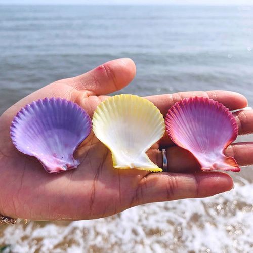 彩色贝壳彩贝扇形贝天然海螺小贝壳家装贝壳墙贴地台婚庆装饰画摆