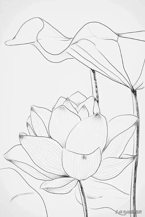 白描荷花荷花白描线稿不会画
