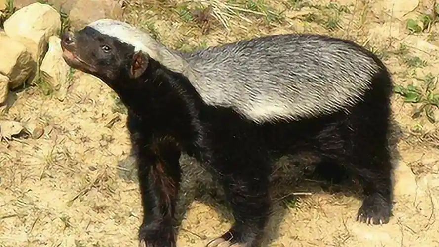 "平头哥"非洲蜜獾十大经典战役, 除了人类和猎豹我怕过谁?