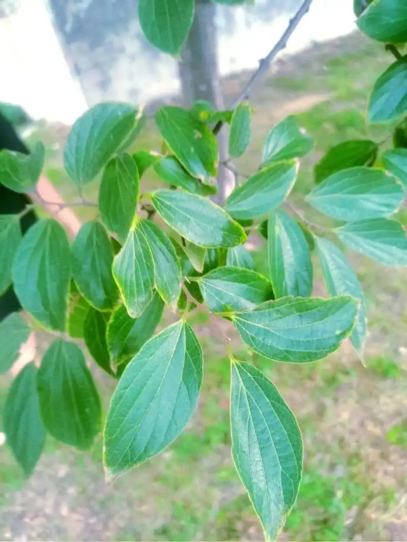 朴树 🌳 celtis sinensis(斜体) ⭐️简要介绍⭐️ 落叶乔
