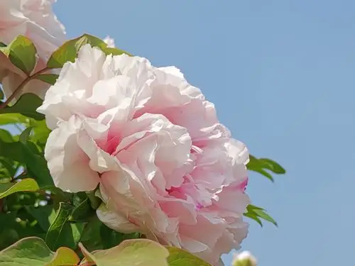 当牡丹遇上蓝天时