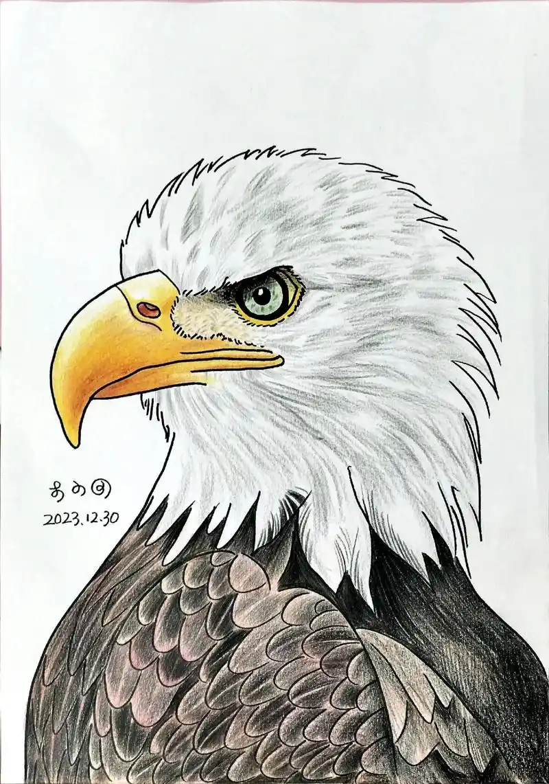老鹰绘画.#绘画 #一起学画画 #画画 #写生 #手绘 - 抖音