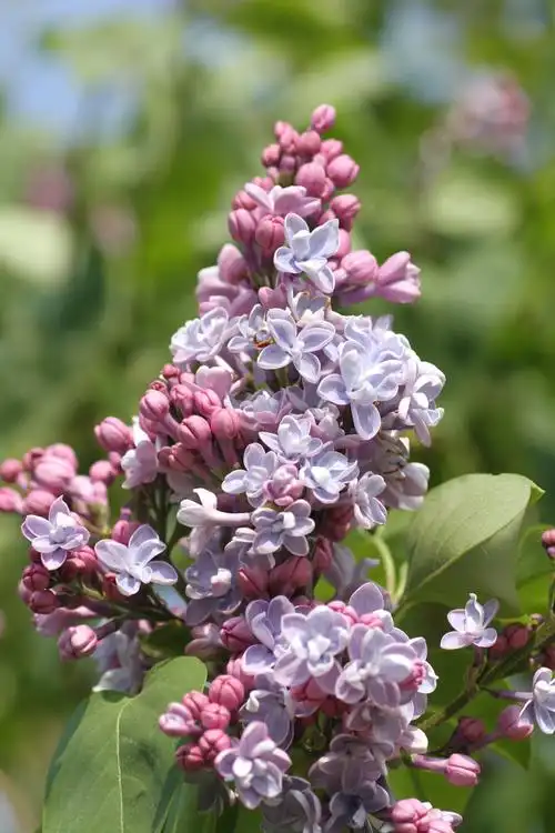 写美篇多季开花,一般是春秋两季花(敲黑板,蓝丁香就有这个特点)