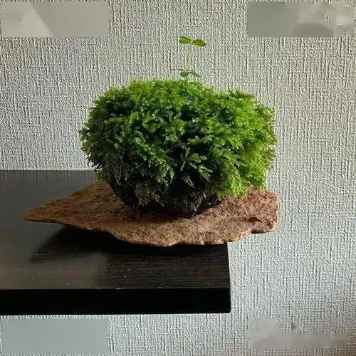 极简青苔盆景禅意之美让世界安静下来