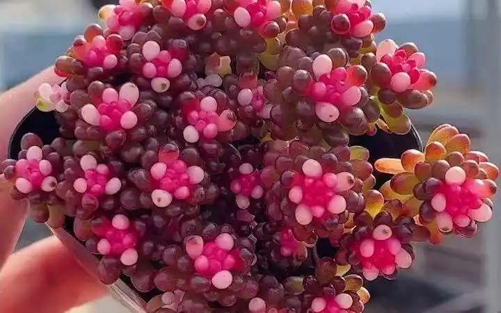 浆果锦!#多肉植物#爱生活爱养花#多肉直播#露养#种植大棚