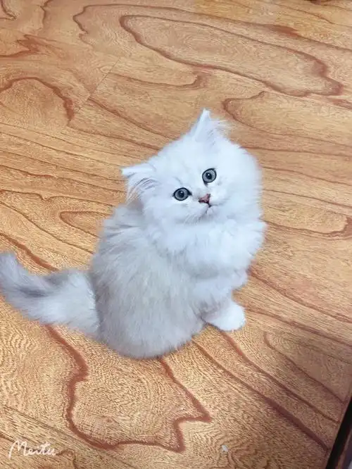 金吉拉小可爱简直是世界上最最可爱的猫咪