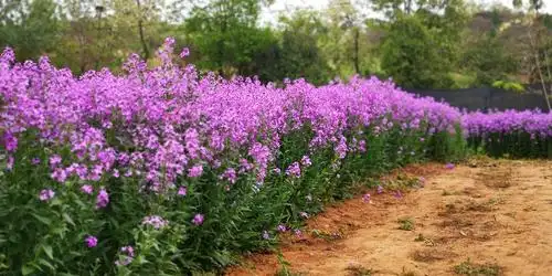 宝鸡蓝香芥满园