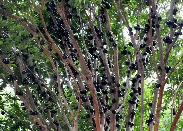 最适合4月份吃的几种水果