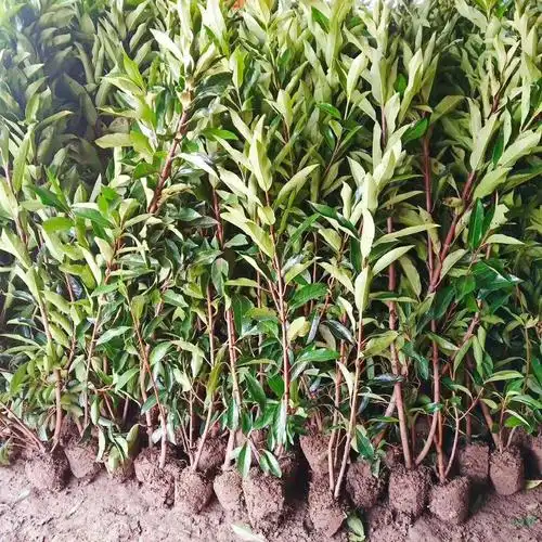 法国冬青种植围墙绿化养护管理