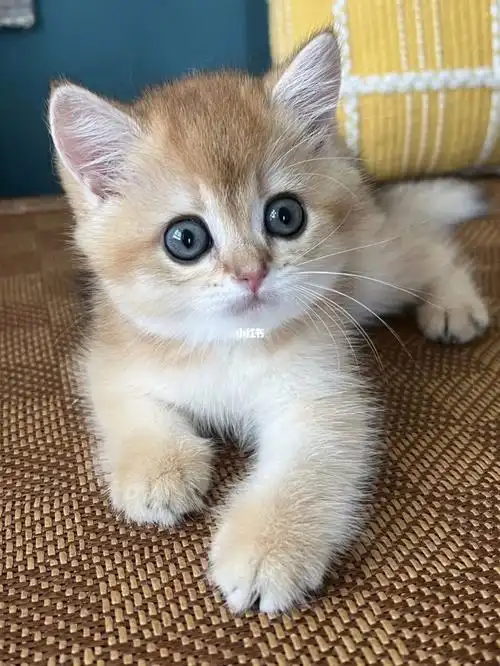 金渐层终于大降价啦!