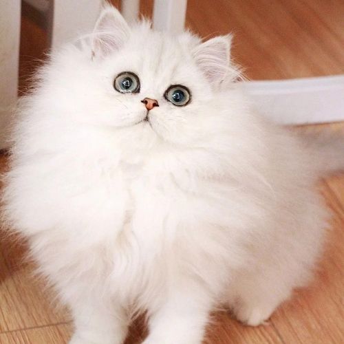 金吉拉银点拿破仑猫矮脚银渐层长毛金吉拉矮脚拿破仑银点幼崽疫苗