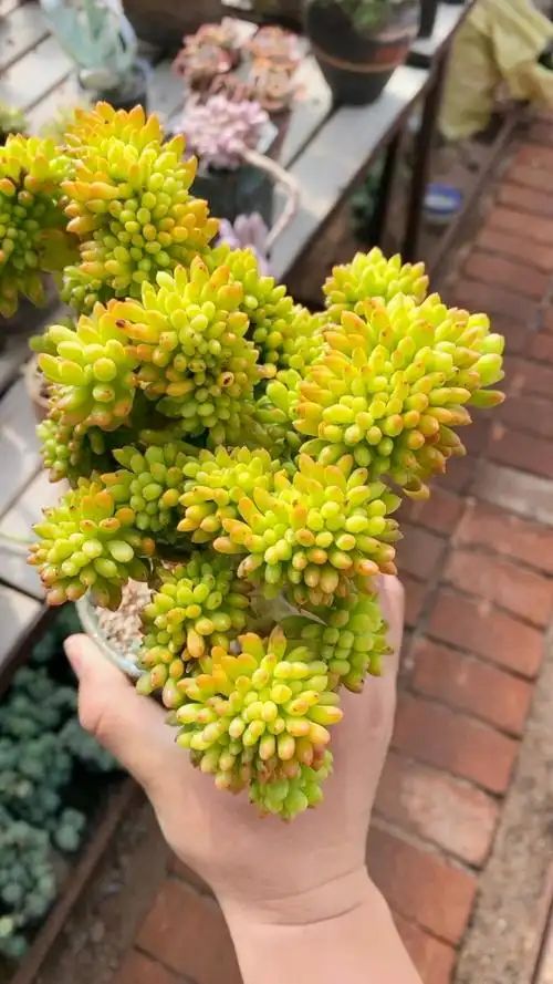 原始春萌缀化大群老桩