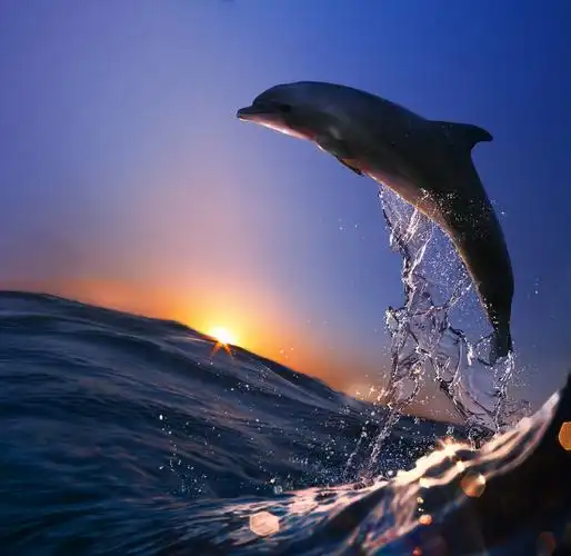 人类的好朋友海豚,海豚,人类,海洋生物,图片大全-壁纸族