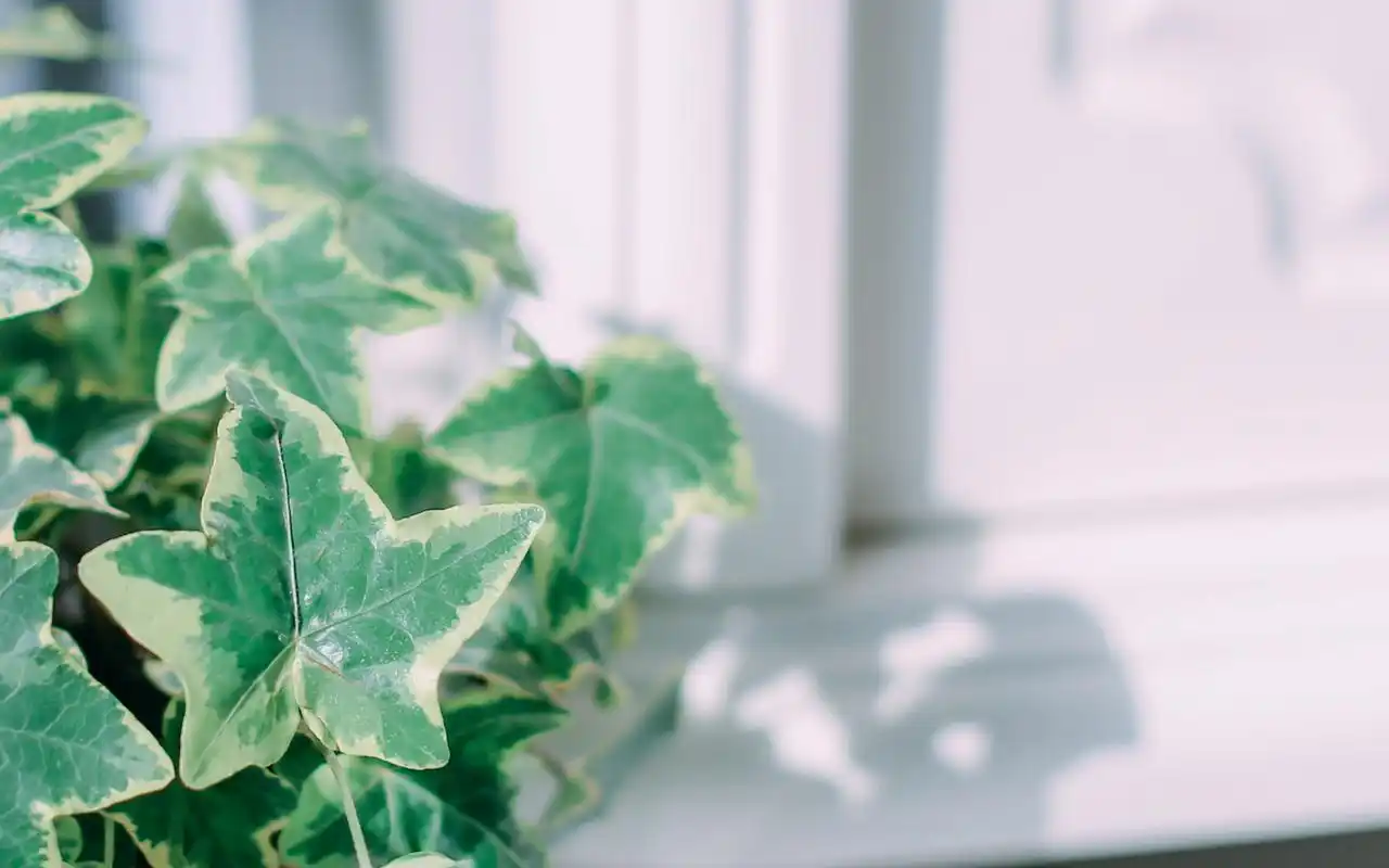 简约小清静物唯美意境图片桌面壁纸