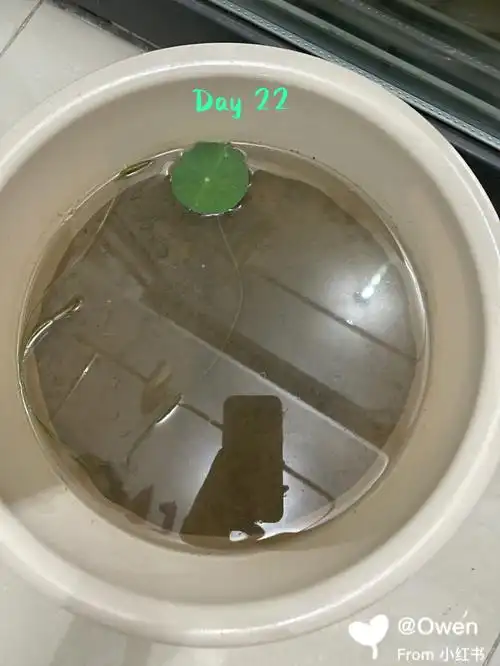 碗莲水培记录5