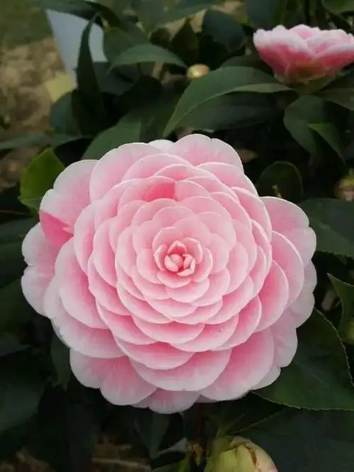 每日一花粉丹很仙的一种茶花