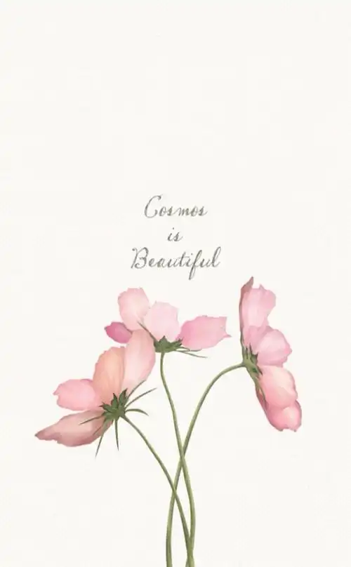 单瓣波斯菊文艺清新小壁纸