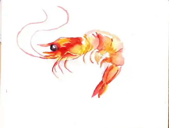 水彩画虾