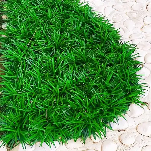 日本矮麦冬草苗玉龙草四季常青耐寒别墅庭院地被植物园林绿化草坪