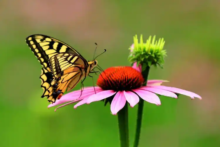 【中国·武汉地区摄影艺术交流群】1/2/3群作品集(第四十期)