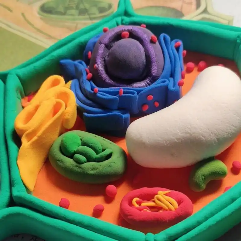 高一生物植物细胞模型97 尽力了