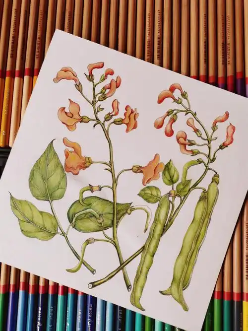 彩铅手绘四季豆