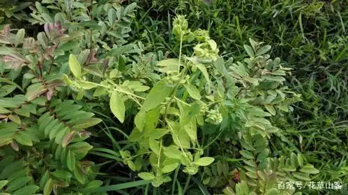 这草叫烟管头草,恰似塞满烟丝的烟管头,很是有趣