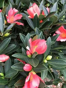 四季茶花开花不断大红