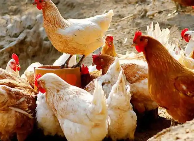 鸡鸭为什么不能混养农村大部分鸡不圈养鸭圈养为什么