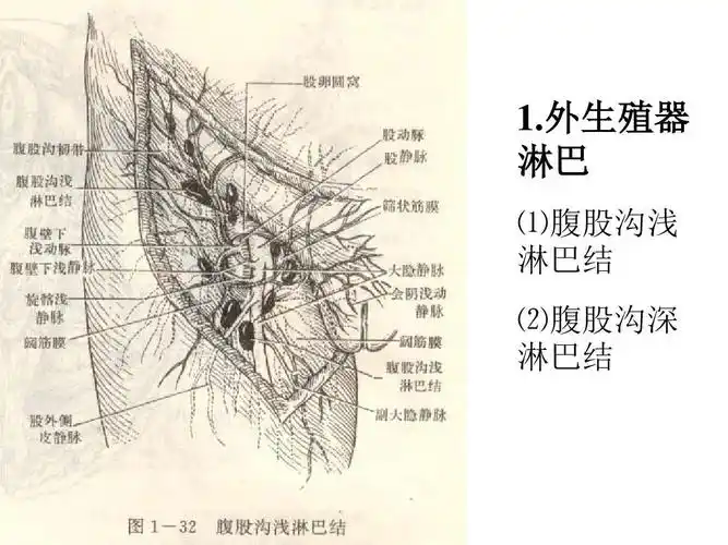 照片文字并茂地介绍了包括阴蒂,阴道口,处女膜等结构的女性生殖系统的