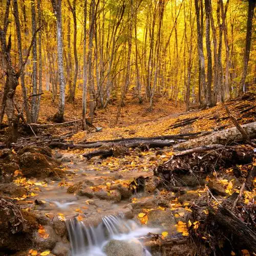 森林深处的秋天瀑布