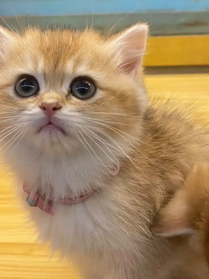 金渐层 金吉拉 小偿找领养啦.金渐层和金吉拉弟弟妹妹都有 小 - 抖音