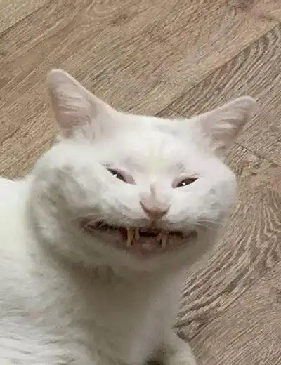 这只猫咪的笑容有些可怕 热门话题 - 科技工作者之家