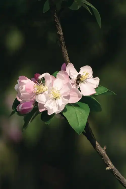 寻找校园的一抹绿,一起解锁绿色师大!