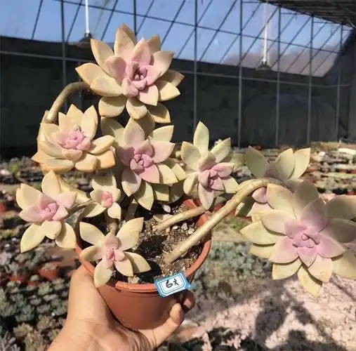 高茶老桩进口大型多肉植物一物一拍防辐射 猫九的肉铺满百包邮_不打折