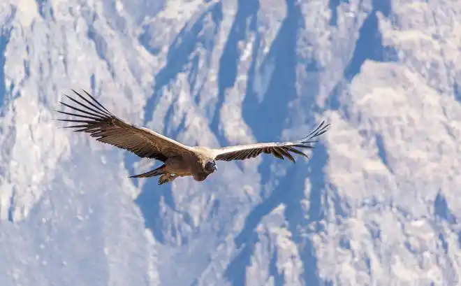 我们先来看下这种老鹰的长相特征吧,安等斯神鹰脑袋较大,且头上并无