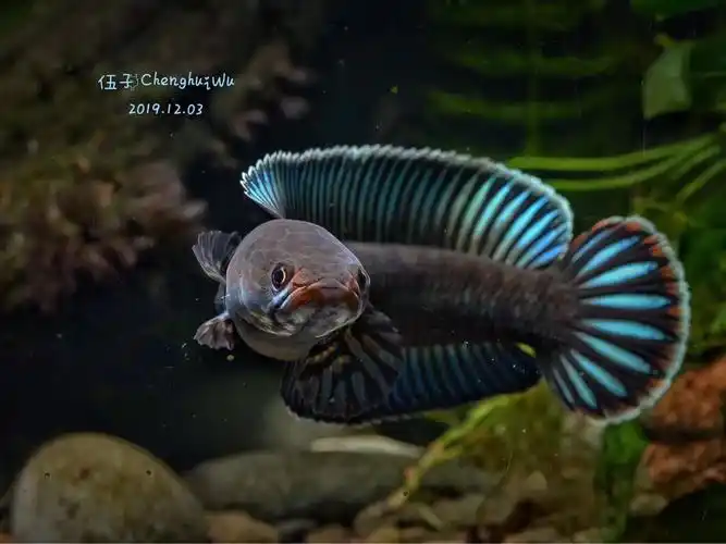 记录春天的一窝奶茶 - 雷龙斗鱼 - cta南美水族