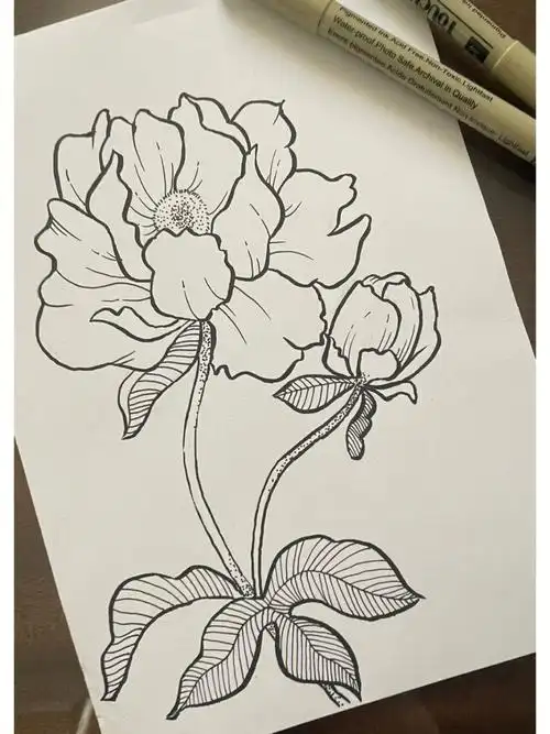 线描  #针管笔手绘  #临摹  #绘画临摹  #芍药  #花卉