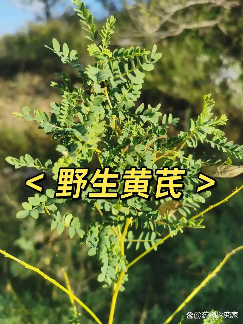 家乡的野生黄芪 大家有见过吗 纯正野生黄芪是一种多年生草本植物