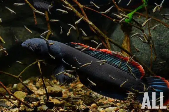 鳍红色美火背雷龙惊艳了