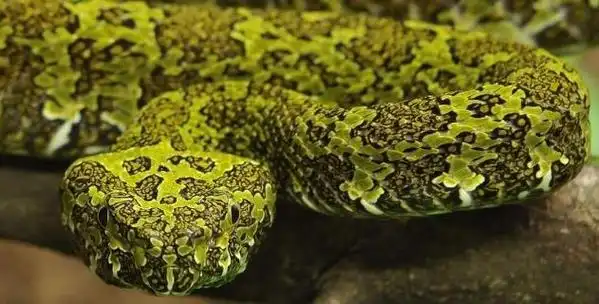 七步蛇是什么蛇?附:中国十大毒蛇排行榜