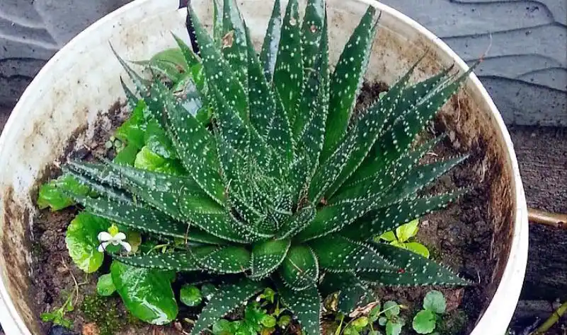 5种"芦荟",个个漂亮,全养过的不多_品种