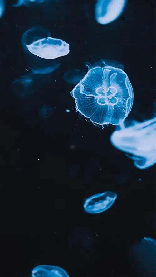 梦幻海洋生物水母唯美高清图片精选