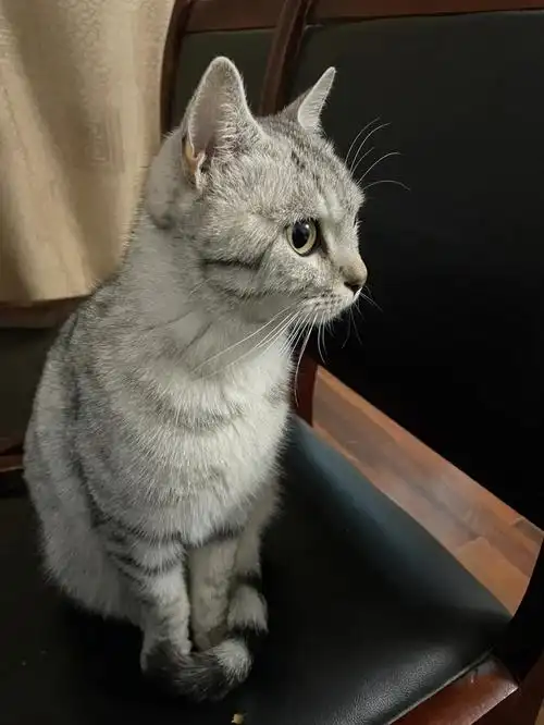 英短渐层小猫找领养