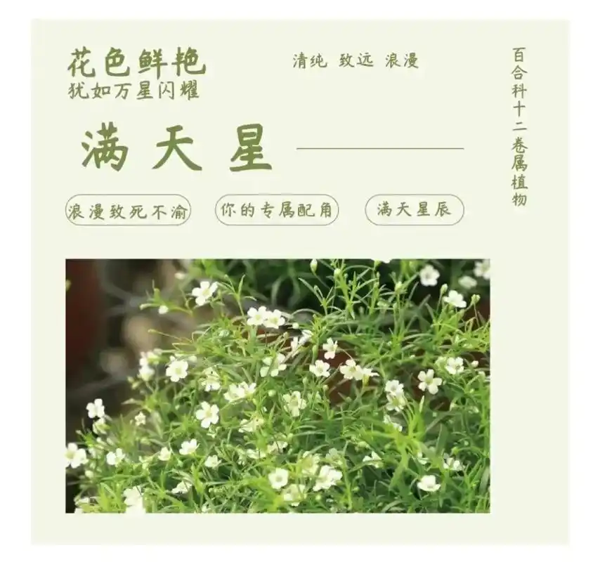 花木科普之满天星.#花与生活 #花卉绿植 #花木科普 #一日 - 抖音