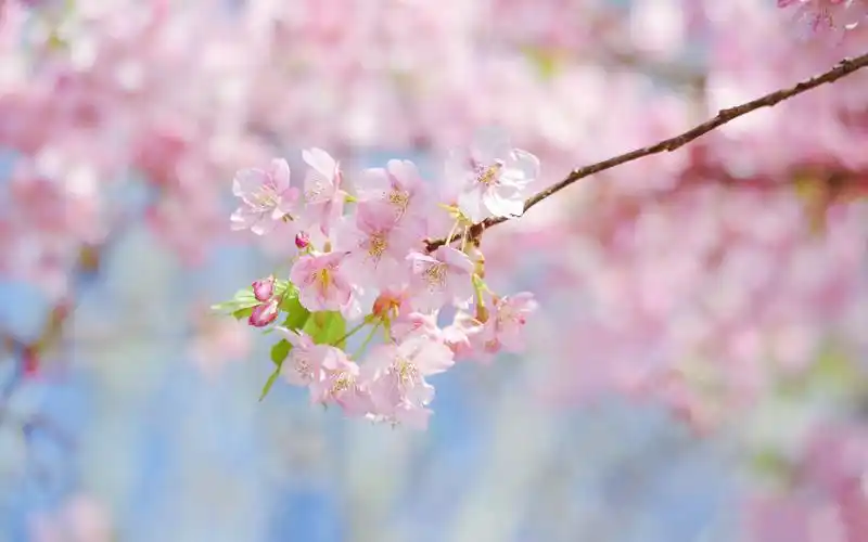 粉色浪漫春日樱花高清桌面壁纸 _ 图片网